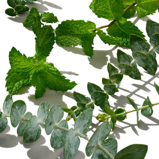 Arrangement of eucalyptus and mint branches