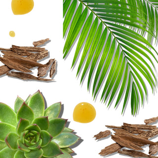 Honey drips, palm leave, wood slices, and agave plant