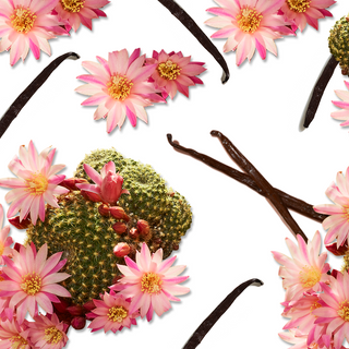 Vanilla pods and cactus flowers arranged